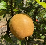 GOLDEN RUSSET APPLE (Malus domestica)
