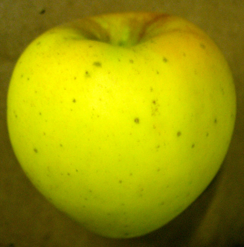 GOLDRUSH APPLE (Malus domestica)