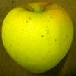 GOLDRUSH APPLE (Malus domestica)