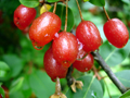 CARMINE GOUMI (Elaeagnus multiflora)