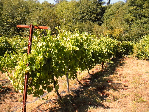 MARQUETTE RED WINE GRAPE (Vitis sp.)