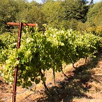 PINOT NOIR 71 RED WINE GRAPE (Vitis vinifera)