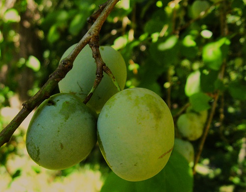 GREEN GAGE PLUM (Prunus spp.)
