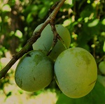 GREEN GAGE PLUM (Prunus spp.)