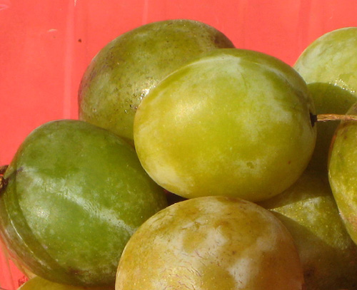 Green Gage Plum Trees | Burnt Ridge Nursery & Orchards-Burnt Ridge Nursery