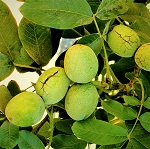 CARMELO WALNUT (Juglans regia)