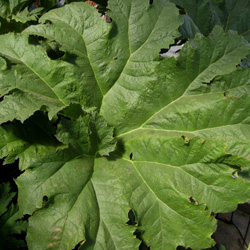 Gunnera Plants