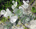 CIDER GUM (Eucalyptus gunnii)