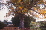 BUTTERNUT SEEDLING (Juglans cinerea)