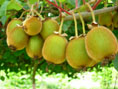 HAYWARD FEMALE FUZZY KIWI (Actinidia deliciosa)