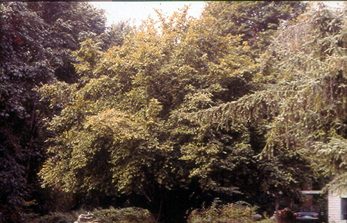 HAZELNUT SEEDLING ( Corylus avellana)