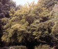 HAZELNUT SEEDLING ( Corylus avellana)