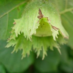 FELIX HAZELNUT (Corylus avellana)