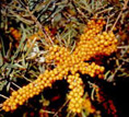 GOLDEN SWEET SEABERRY (Hippophae rhamnoides)