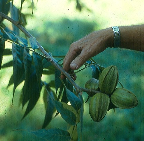 HICAN (Carya sp. x Carya illinoinensis)