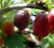 HINNONMAKI RED GOOSEBERRY (Ribes grossularia x)