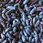 BLUE PAGODA (TM) HONEYBERRY (Lonicera caerulea)