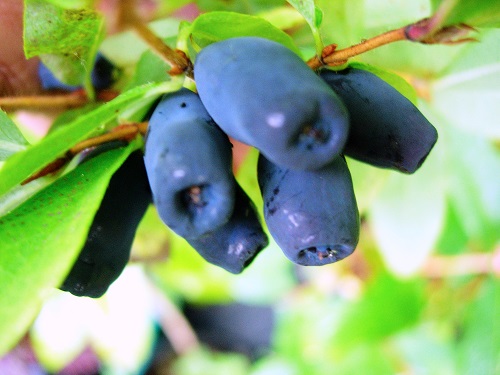 BLUE SEA HONEYBERRY (Lonicera caerulea)