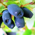 BLUE SEA HONEYBERRY (Lonicera caerulea)