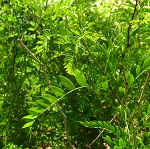 HONEYLOCUST (Gleditsia tricanthos inermis)