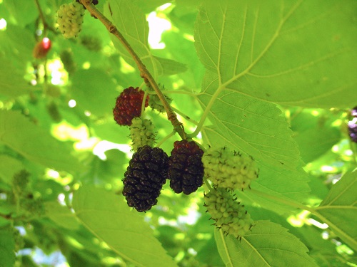 ILLINOIS EVERBEARING MULBERRY (Morus alba x rubra)