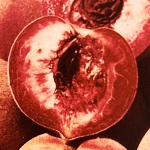 INDIAN FREE PEACH (Amygdalus persica)