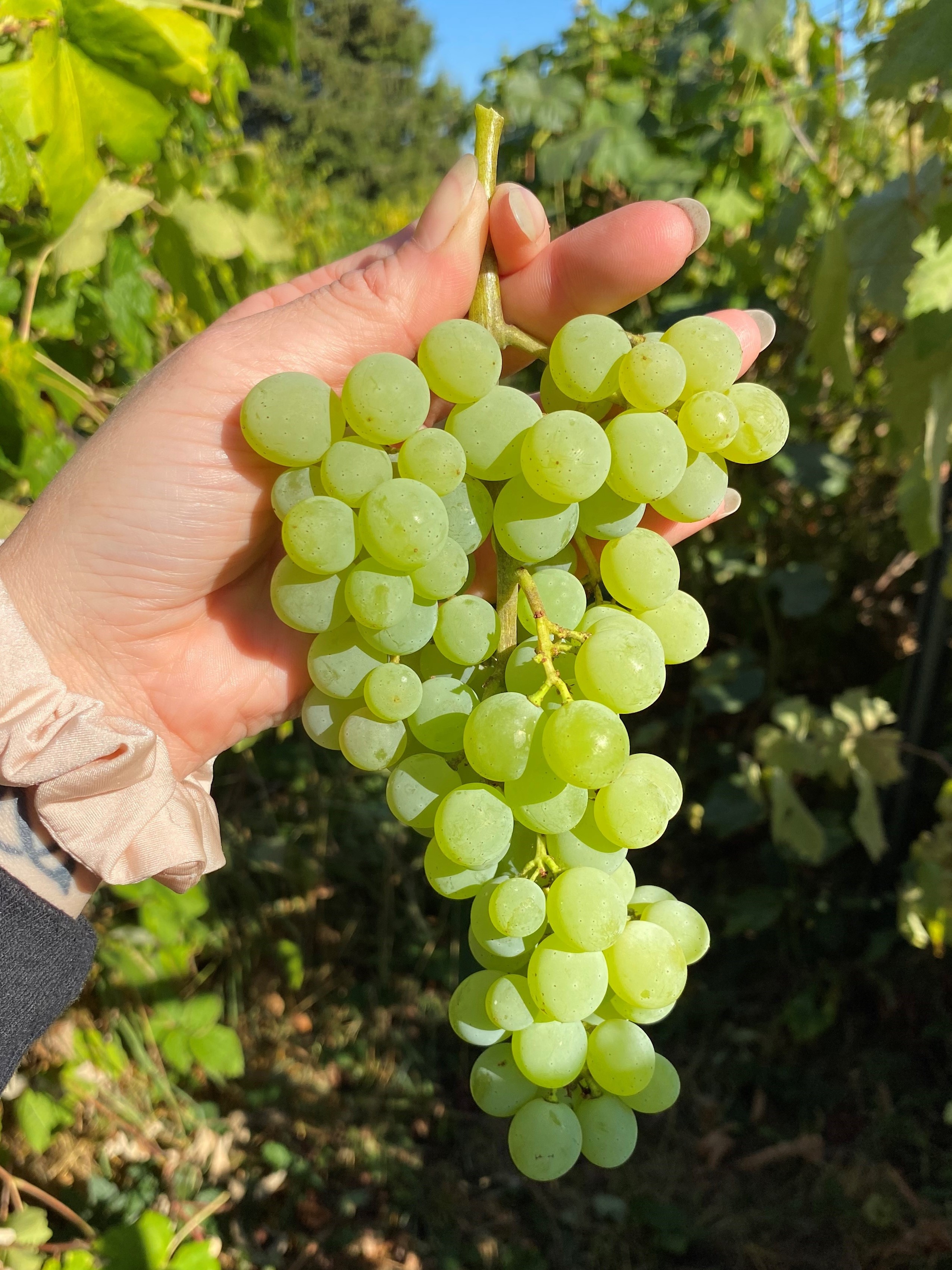 Interlaken Seedless Green Table Grape Vine buy online plants and