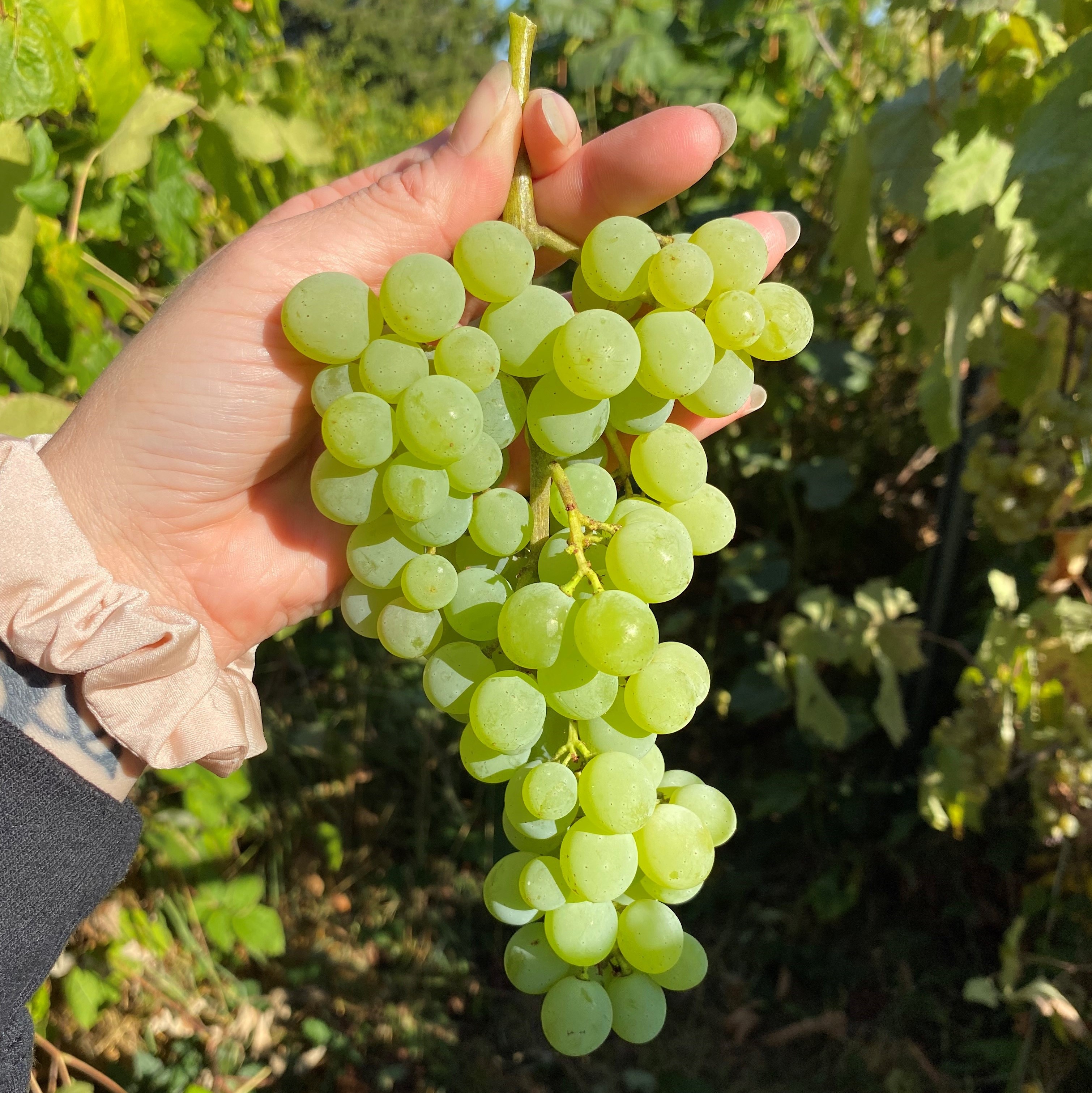 INTERLAKEN WHITE SEEDLESS GRAPE (Vitis labrusca)