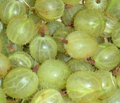 INVICTA GOOSEBERRY (Ribes grossularia x)