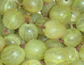 INVICTA GOOSEBERRY (Ribes grossularia x)