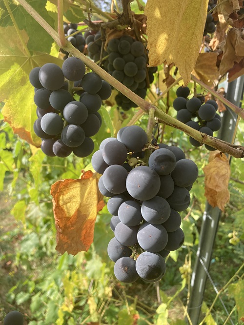 ISLAND BELLE GRAPE (CAMPBELL'S EARLY) (Vitis labrusca)