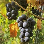 ISLAND BELLE GRAPE (CAMPBELL'S EARLY) (Vitis labrusca)