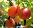 JAHNS PRAIRIE GOOSEBERRY (Ribes hirtellum)