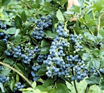 JERSEY BLUEBERRY (Vaccinium corymbosum)