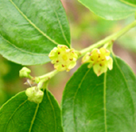 HONEY JAR JUJUBE (Zizyphus jujuba)