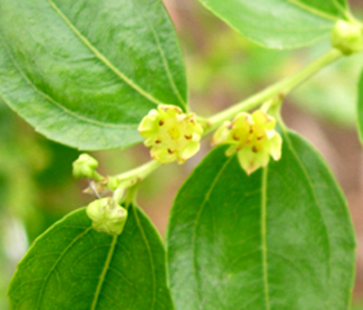 QIYUE XIAN JUJUBE  (Zizyphus jujuba)