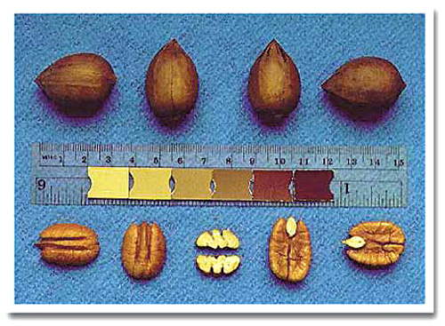KANZA NORTHERN PECAN (Carya illinoinensis)