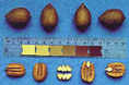 KANZA NORTHERN PECAN (Carya illinoinensis)