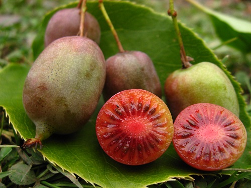 KENS RED HARDY FEMALE KIWI (Actinidia purpurea)