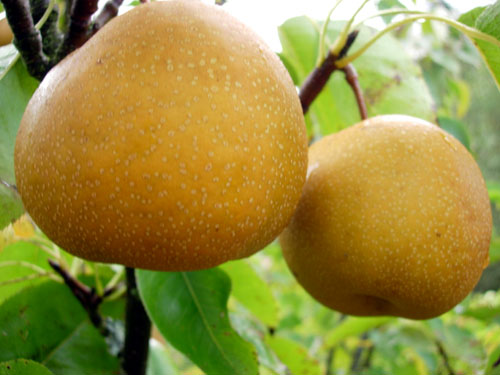 KOREAN GIANT ASIAN PEAR (Don Bae) (Pyrus pyrifolia)