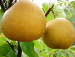 KOREAN GIANT ASIAN PEAR (Don Bae) (Pyrus pyrifolia)