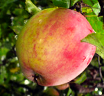 KING APPLE (Malus domestica)