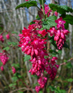 KING EDWARD VII FLOWERING CURRANT (Ribes sanguineum)