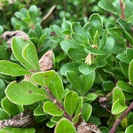 VANCOUVER JADE KINNIKINNICK (Arctostaphylos uva-ursi)
