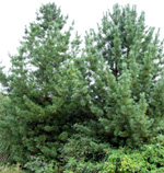 KOREAN NUT PINE (Pinus koraiensis)