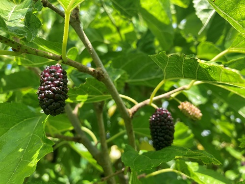 KOKUSO MULBERRY (Morus latifolia)