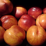KREIBICH #1 NECTARINE (Amygdalus persica)