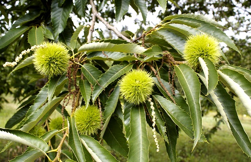 BEST LA POINTE CHESTNUT (Castanea denata)