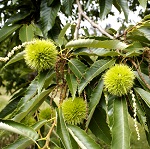 BEST LA POINTE CHESTNUT (Castanea denata)