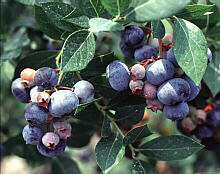 LEGACY BLUEBERRY (Vaccinium corymbosum)